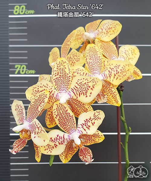 美琪園藝Miki Orchid - 品種詳細頁